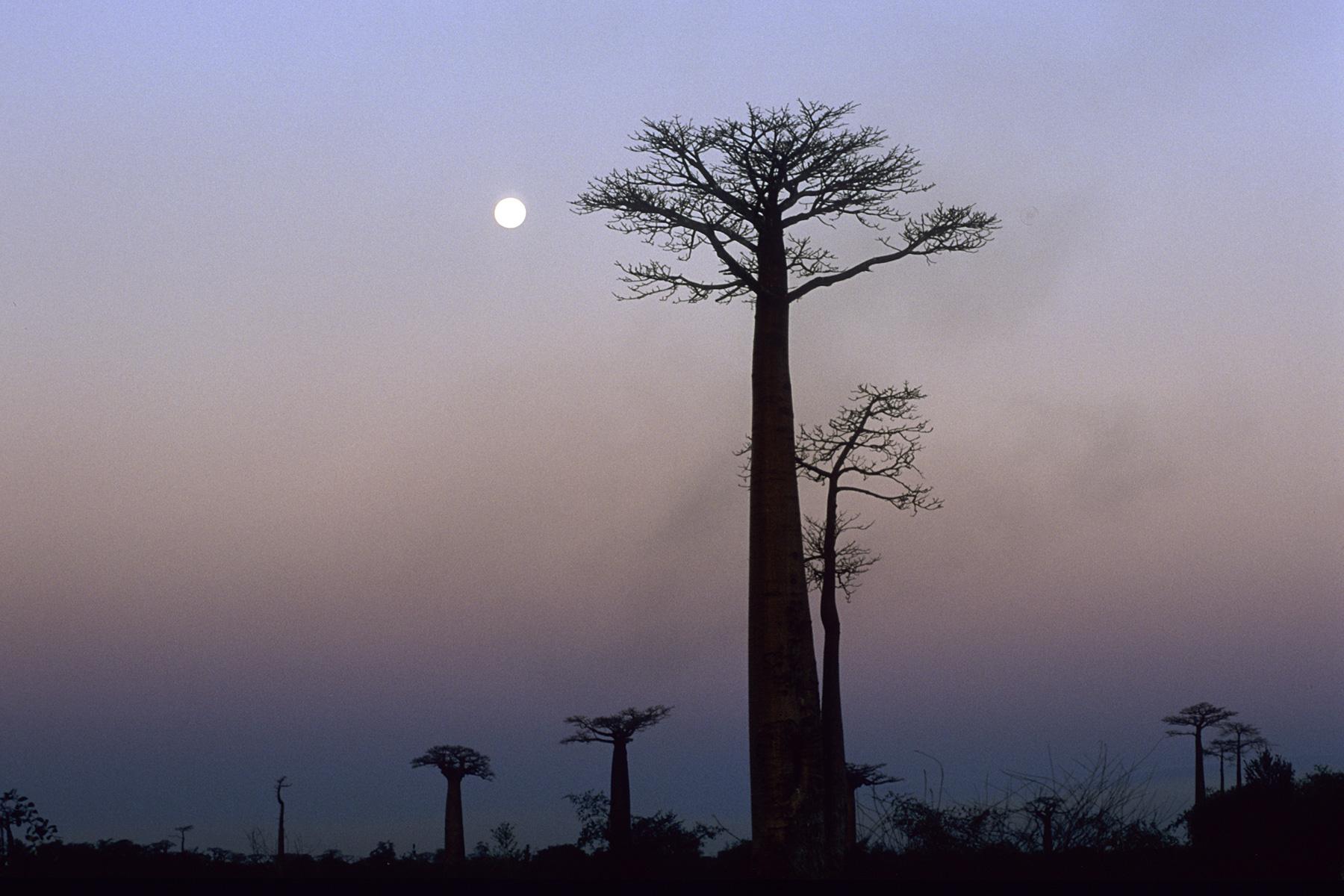 Madagascar - Lever de lune sur l'allée des baobabs à Morondava. 