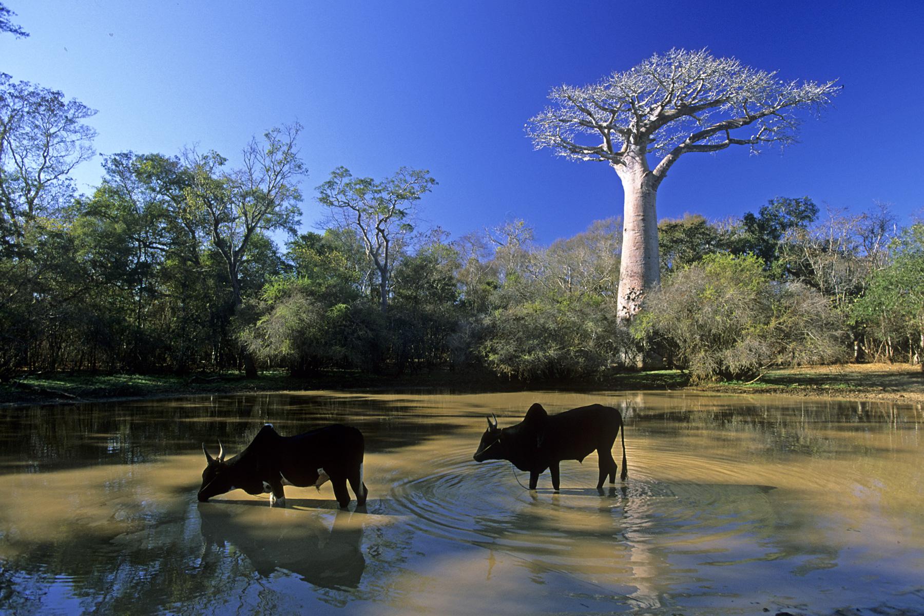 Madagascar - Baobabs et zébus dans la région de Morondava.