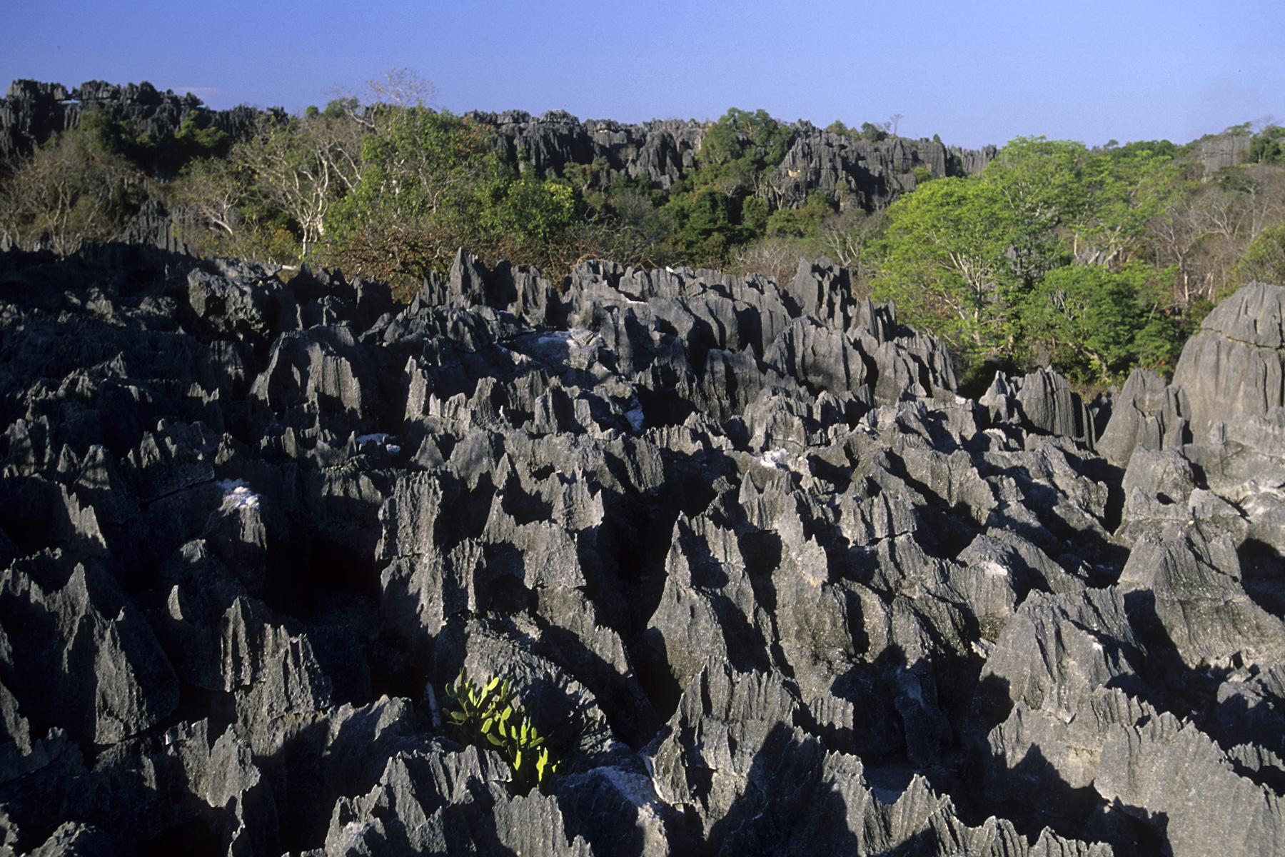 Madagascar - Les Grands Tsingys de Bemahara : lapiaz en surface