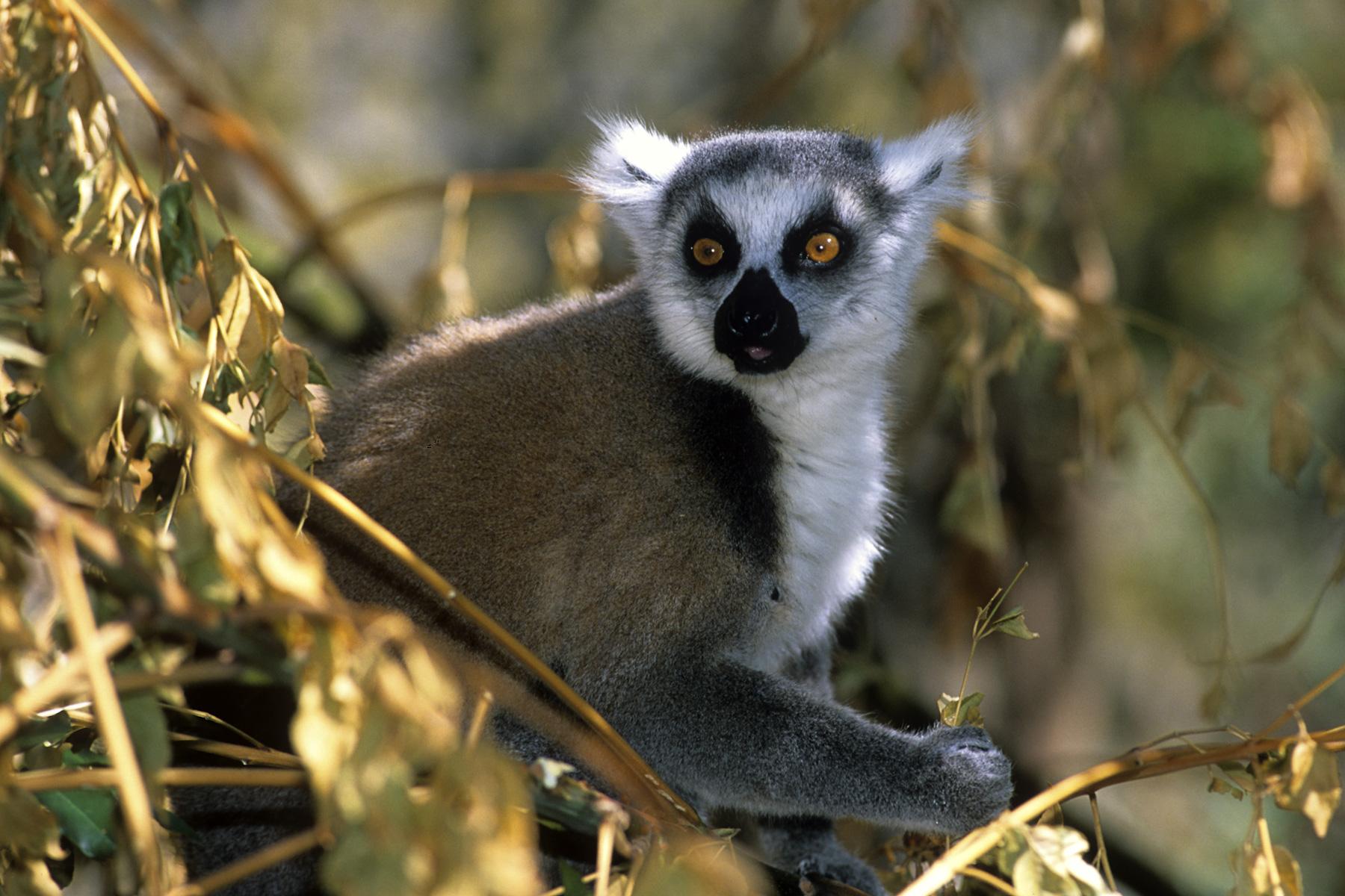 Madagascar - Massif de l'Isalo. Lémurien 