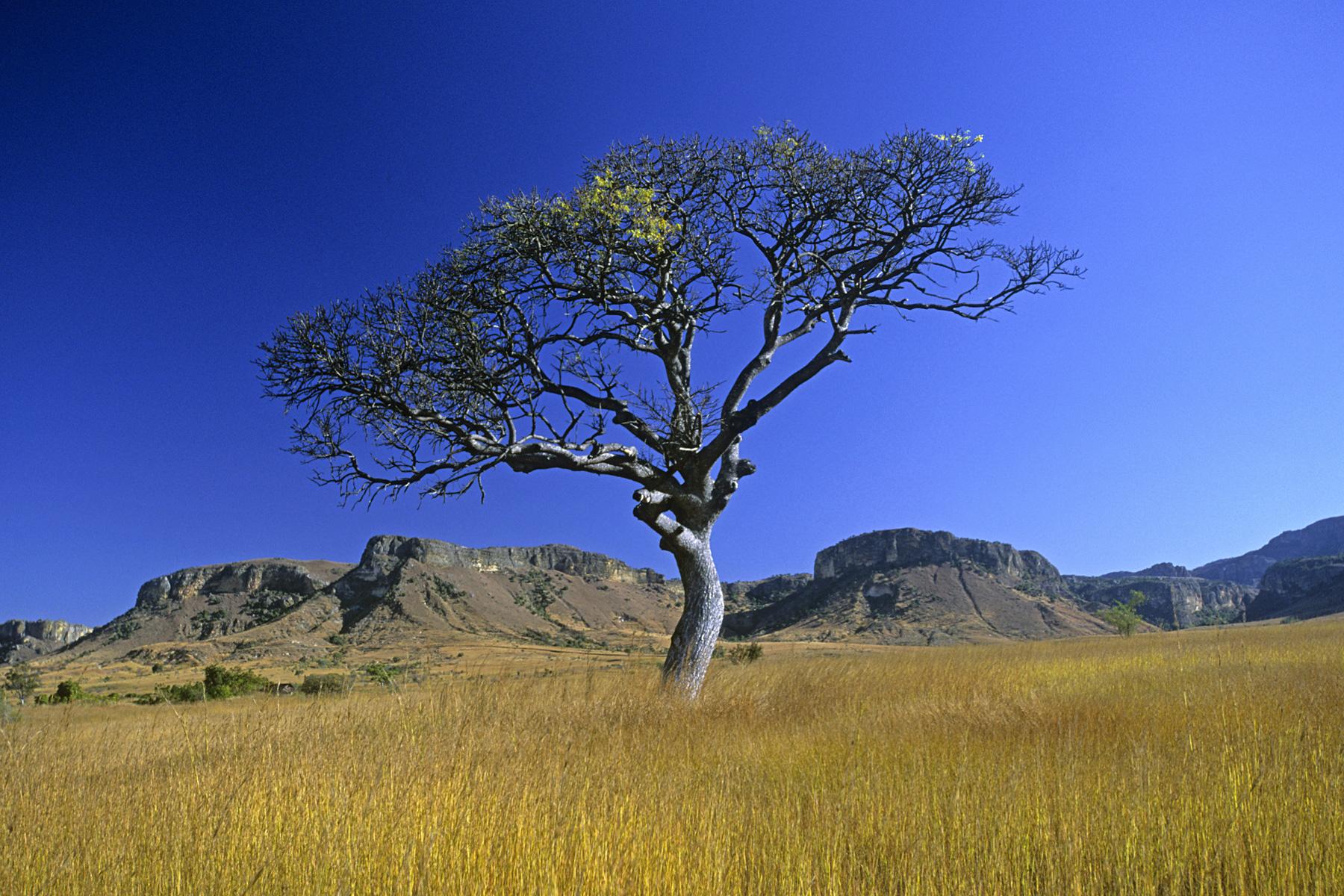 Madagascar - Paysage de savane et massif de l'Isalo en fond