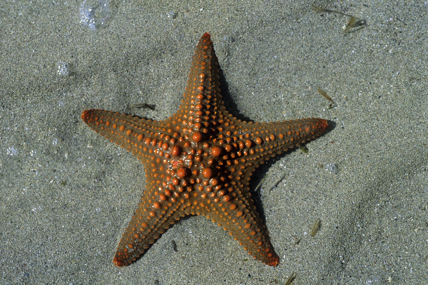 Madagascar - Anakao : étoile de mer orange