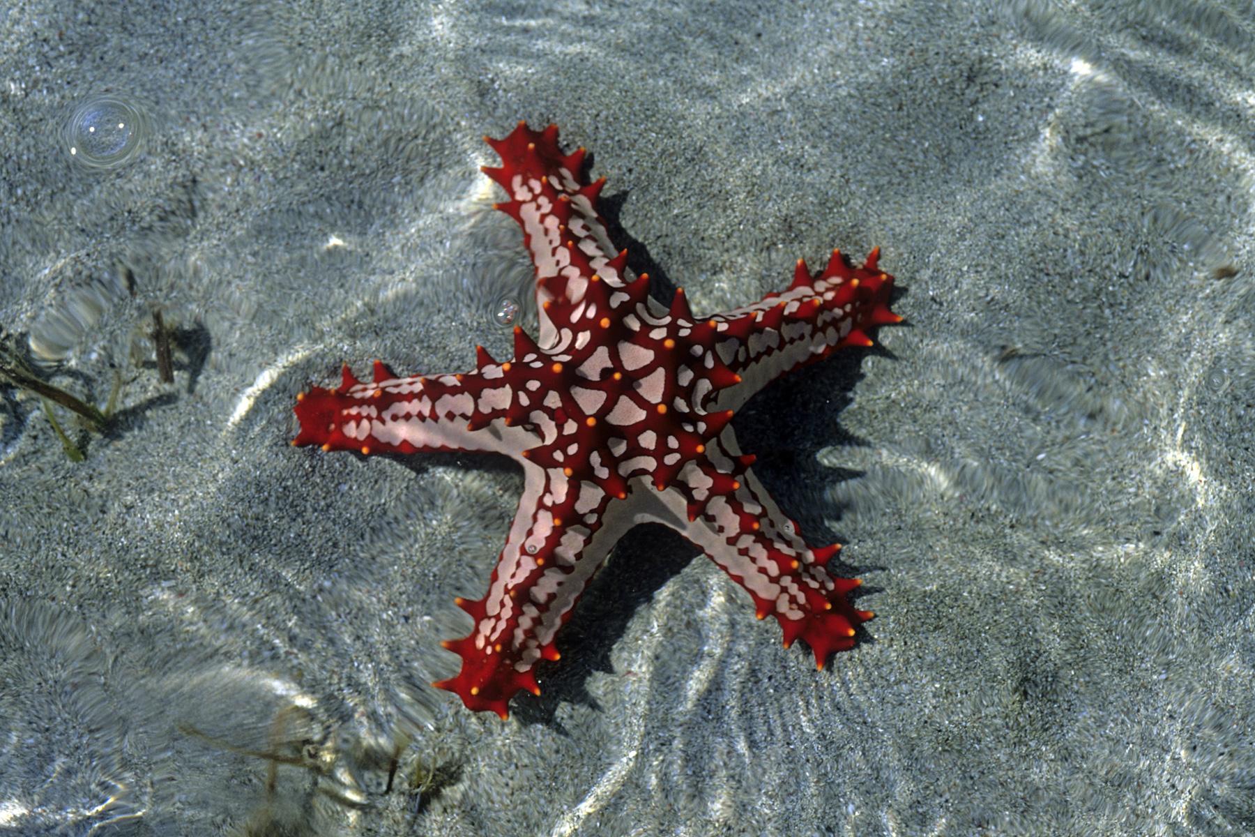 Madagascar - Anakao : étoile de mer rouge