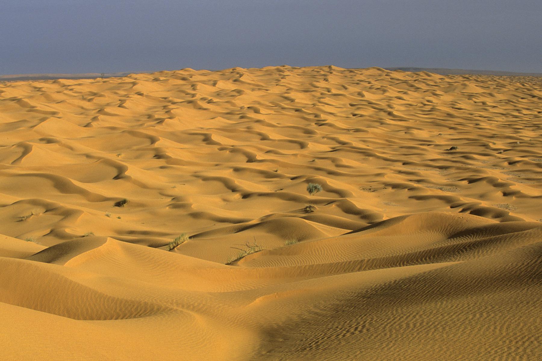 Sud Tunisien. Tembaïn. Etendue de petites dunes.