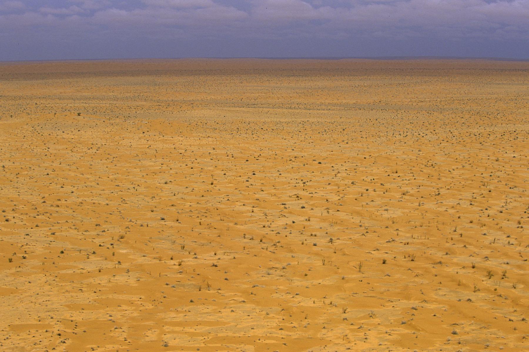 Sud Tunisien. Tembaïn. Vaste plaine sableuse.