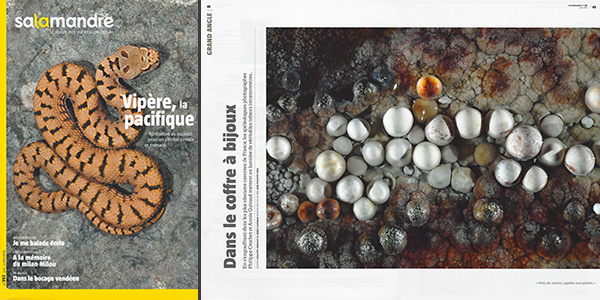 La Salamandre n°252 (Juin 2019)